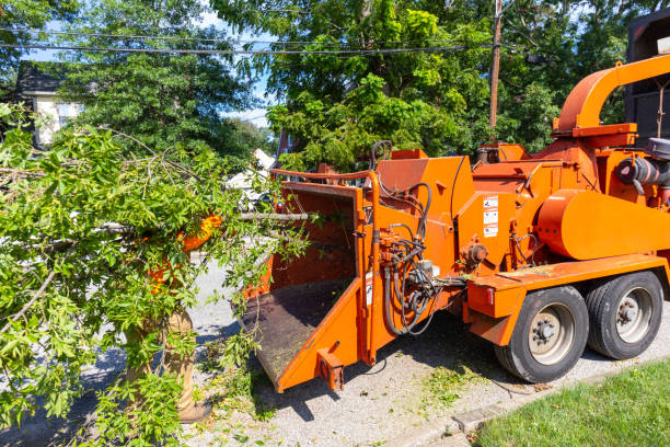 Best Local Tree Services  in Green, OH